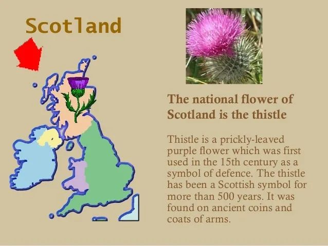 Modern Thistle Earrings